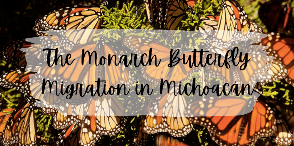 THE MONARCH BUTTERFLY MIGRATION IN MICHOACAN