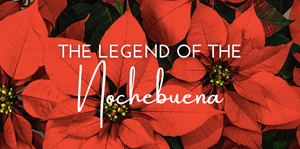 THE LEGEND OF THE NOCHEBUENA